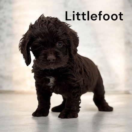 puppy, for, sale, Cocker Spaniel, Joe & Cherri  Overlease, dog, breeder, Miller, MO, dog-breeder, puppy-for-sale, forsale, nearby, find, puppyfind, locator, puppylocator, aca